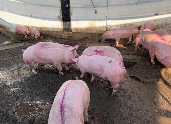 Precio De Puerco En Pie En Jalisco www.engormix.com