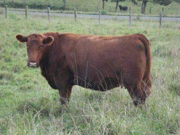 angus | Engormix
