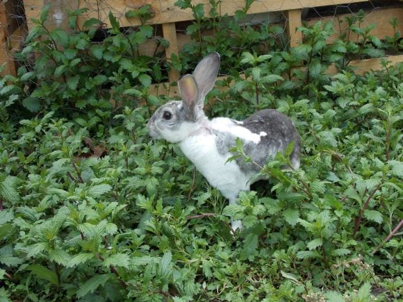macho mini rex | Engormix