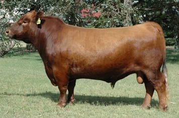 Angus colorado | Engormix