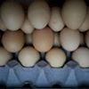 Huevos Ecologicos DE Queretaro Gallinas Libres
