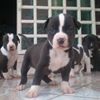 Mascotas Cuernavaca La Testa Rugossa
