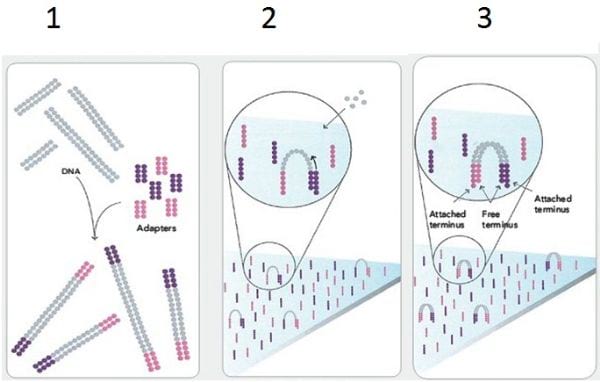 NOVO TESTE MOLECULAR PARA O DIAGNÓSTICO DA HANSENÍASE - DB Molecular