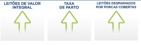 Estresse térmico de matriz suínas - Image 1