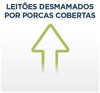 Matrizes suínas: plasma melhora a condição de saúde em todas as fases de produção - Image 4