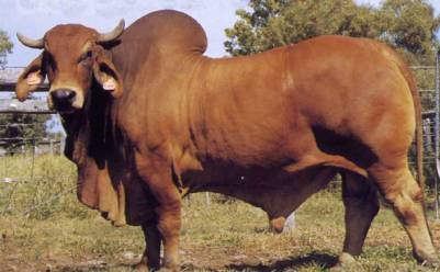 Brahman Cattle For Sale On Engormix Ref 34184