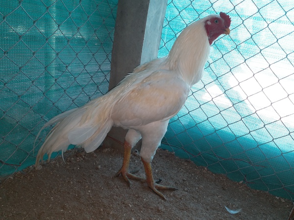 Aseel Rooster Chicken Olaidairydealer On Engormix Ref 34651