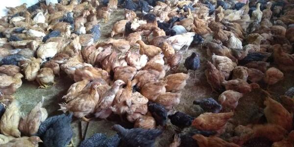 Pollitas gallinas ponedoras en Engormix. (Ref 35971)