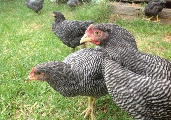 Plymouth Layers Rock Chickens For Sale Whatsapp 27631521991 On Engormix Ref 36301