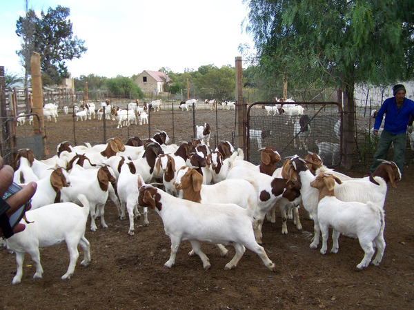 boer goats