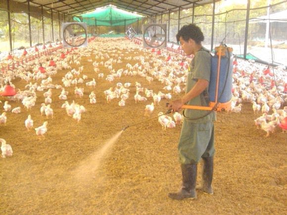 Control de amoniaco utilizando la Tecnología EM - Control de olores en granjas avícolas y porcinas