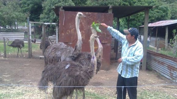 avestruces - especies para produccion animal