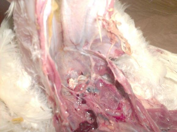 Mycoplasma synoviae and Escherichia Coli infection - Mycoplasma synoviae and Escherichia Coli infection