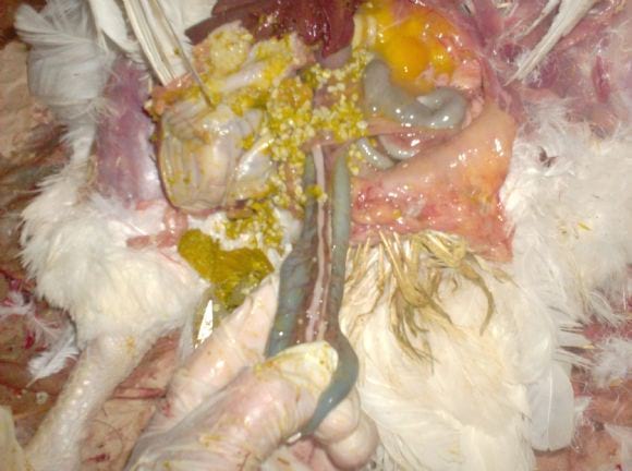 Infections Of Mycoplasma Synoviae And Escherichia Coli Engormix