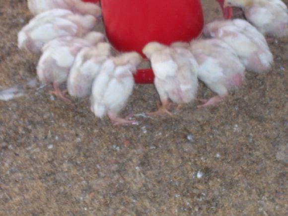 Low Cost Broiler Farm India | Photo 14549