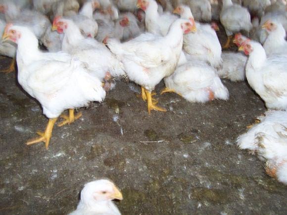 Low Cost Broiler Farm India | Photo 14553