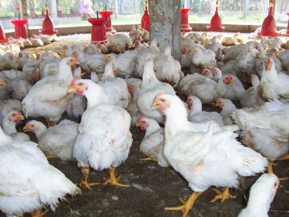 Low Cost Broiler Farm India | Photo 14554