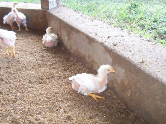 Low Cost Broiler Farm India - Low Cost Broiler Farm India