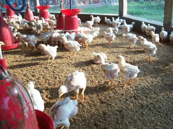 Low Cost Broiler Farm India - Low Cost Broiler Farm India