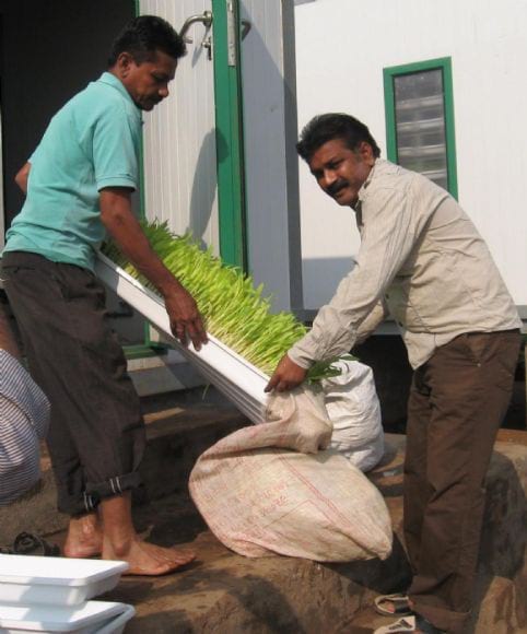 Dairy member collecting hydroponics fodder - Greenfield