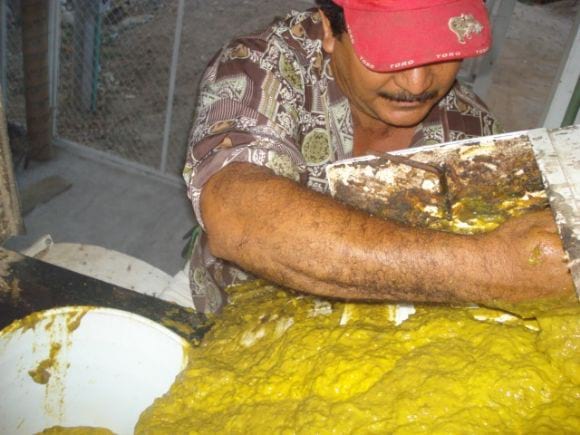 Ensilaje de mango - Mangaza