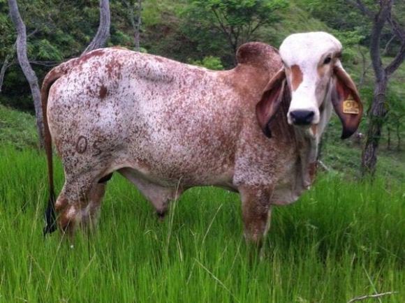 Quiero ver imagenes de toros y vacas gyr lecheras de Brazil - Imagui