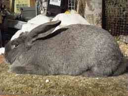 Raza de conejos - Gigante de Flandes - Razas de Conejos