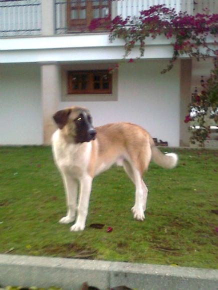 Cão de Gado Transmontano - Raças