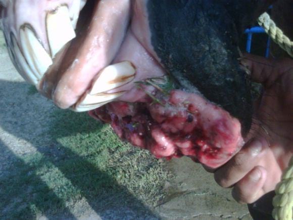 Tumor Submandibular, Foto precirugia - cirugias