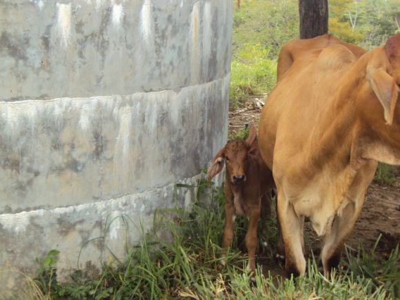 vacas
