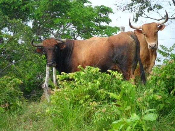 toros de lidia