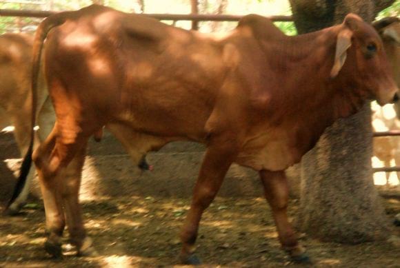 Torete Brahman Rojo - Finca el Castillo