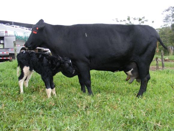 Cruza triple senepol / holstein / brahman. Ref 5877