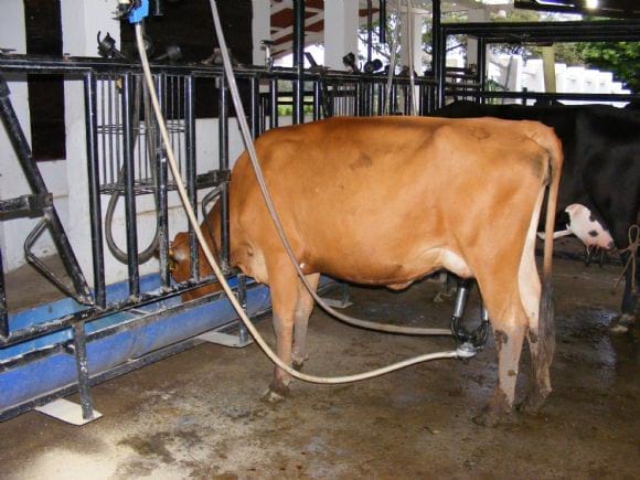 Cruce senepol / jersey - senepol/holsteiny senepol/jersey.   progeniecr
