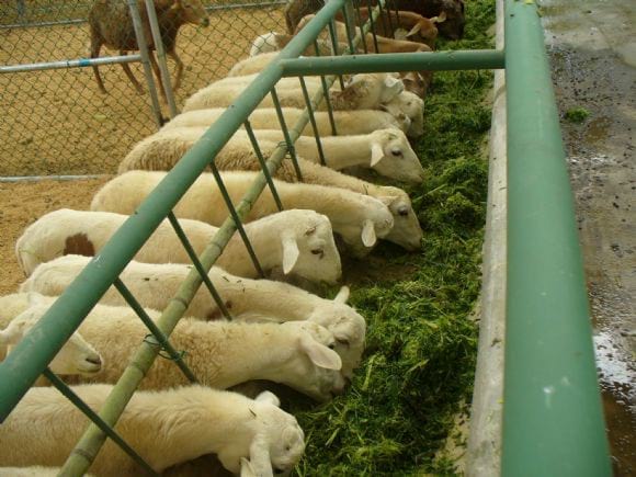 Grupo de ovinos estabulados F-1 Katahdin en el Valle de Anton, Panamá - Ovinos una solución para la alimentación de la humanidad