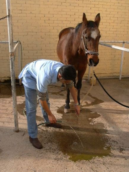 Realizando lavado estomacal a caballo - Aparato digestivo