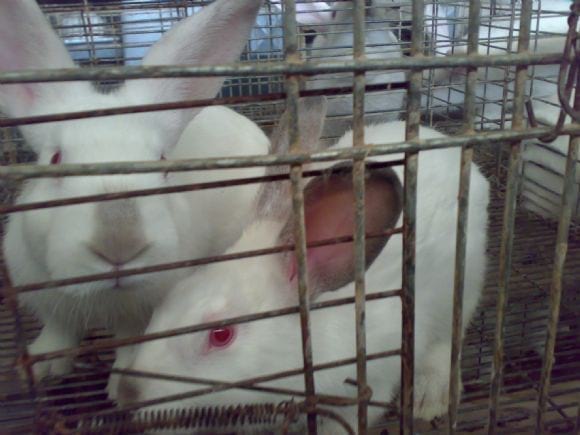 Rabbit production in Sohag Egypt - Rabbit production in Sohag Egypt