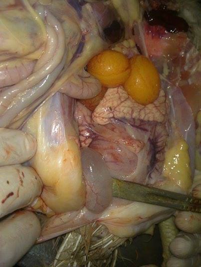 Cystic Right Oviduct - my work