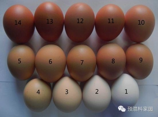 the-shell-shade-guide-and-nutritional-factors-affecting-egg-shell-color