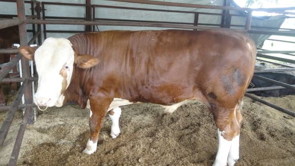 Reproductor HEREFORD - PRV