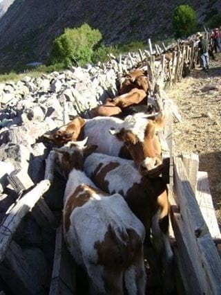 Manejo sanitario bovinos y Caprinos IV región, Chile. - Bovinos