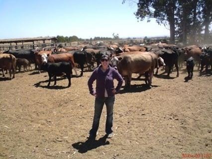 Selección toros - Bovinos