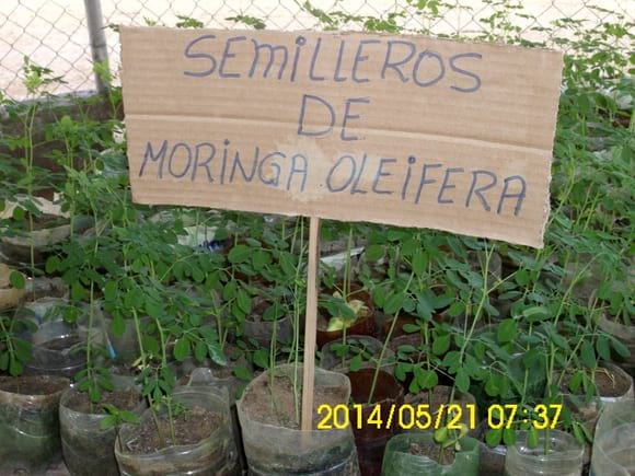 MORINGA OLEIFERA-PLANTA ALIMENTICIA DEL FUTURO - Varias