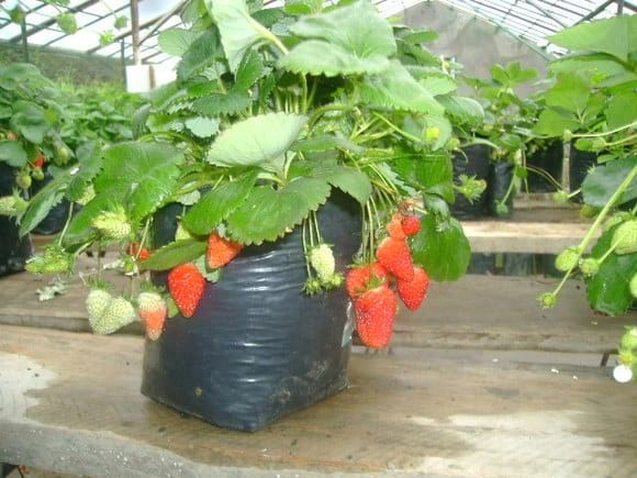 Producción de fresas de alta calidad cualitativa de fresas en invernadero dela facultad de Agronmía  UNCP - Varias