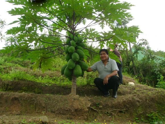 Producción de Papaya en pichanaki - Varias