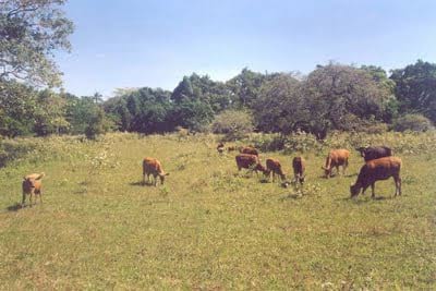 Os bovinos de Timor-Leste - Timor-Leste