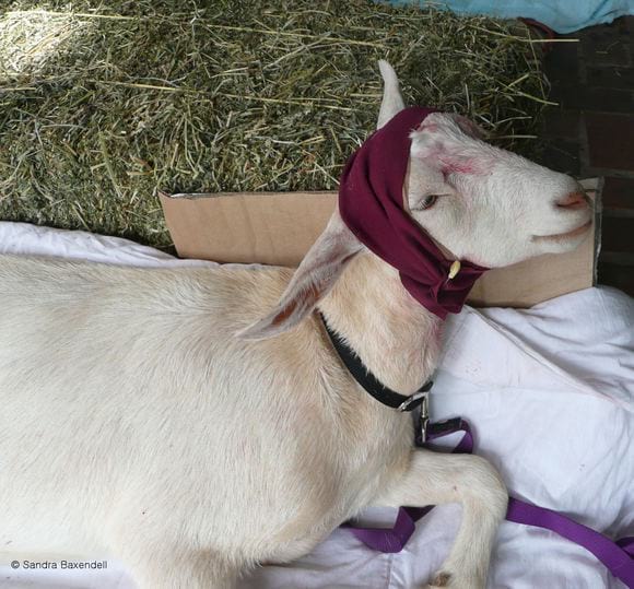 bandaged recovering goat. Ref 29323
