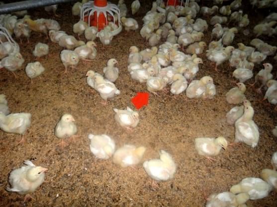 3. Many chicks sitting on hocks - Newcastle- Gumboro