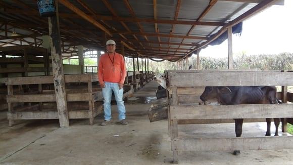 Edificación - sala de terneraje - ganado lechero Gyr - JUANJUI - Varias