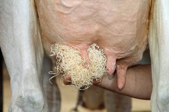 udder health - agroclean® - Cleaning the udders with wood wool